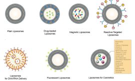 Liposomes for Food Applications