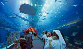 10 Fascinating Facts About Dubai Mall Aquarium You Didn’t Know