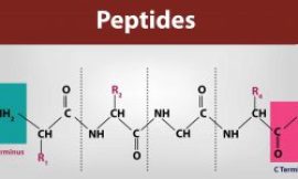 Everything You Need To Know About Custom Peptide Synthesis