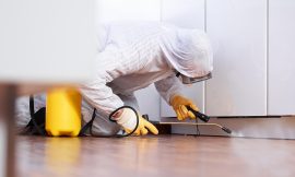 Pest Control Newcastle – Comprehensive Solutions by OZ Pest Solutions