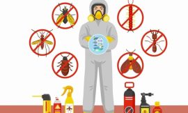 Effective Termite Control and Treatment in Lahore: Your Ultimate Guide