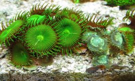 How To Find Scolymia Coral For Sale