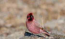 Top 4 Birdwatching Spots in Qinghai