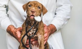 United States Veterinary Diagnostics Market, Size, Future, Growth, Trends