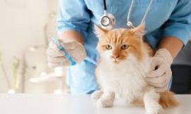 Global Animal Vaccines Market: Advancements, Trends, and Growth Potential