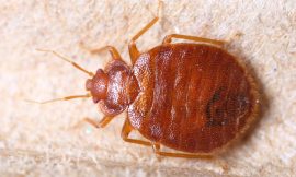 How to Evaluate Bed Bug Extermination Services in Langley?