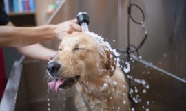 Why Choose a Professional Dog Bath Service in Fishhawk?