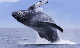 Whale Watching UK: A Step-by-Step Guide