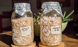 Discover the Benefits of Using All in One Mushroom Grow Bags