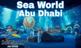 Top Experiences for Families at SeaWorld Abu Dhabi