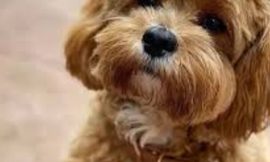 Why Ethical Cavoodle Breeders Are Worth the Investment