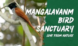 Exploring Mangalavanam Bird Sanctuary: A Haven for Nature Lovers in Ernakulam