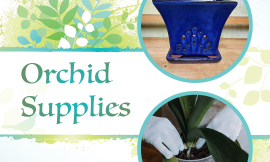 ﻿Orchid Supplies: The Key to Healthy, Flourishing Orchids