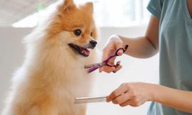 How Often Should You Groom Your Pet? A Guide by Breed and Coat Type