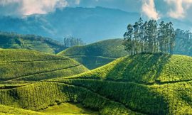 Pothamedu View Point: A Breathtaking Destination in Munnar, Kerala