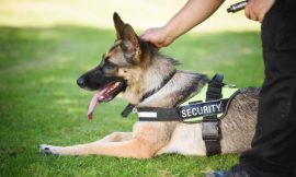 A Day in the Life of Security Dogs in London: How These Canines Keep You Safe