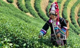 Discovering Thailand’s Hill Tribes: A Cultural Immersion Guide