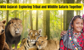 Wild Gujarat: Exploring Tribal and Wildlife Safaris Together