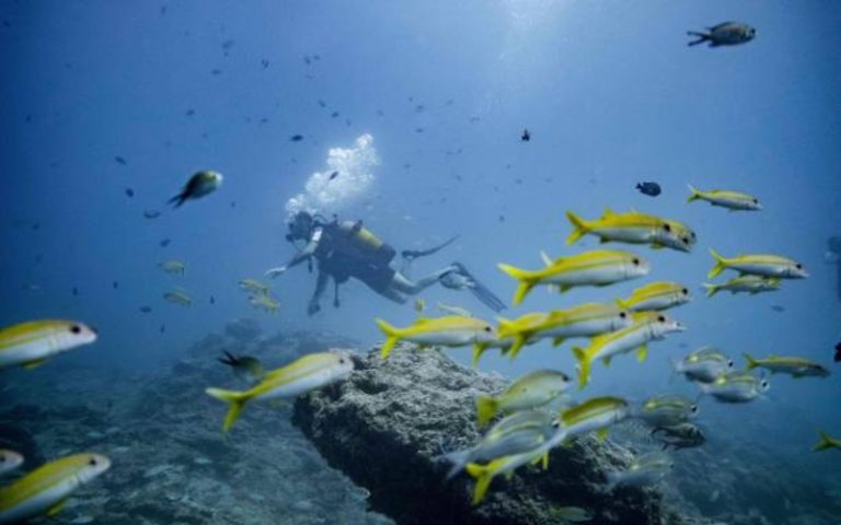 Read more about the article Activities to Do in Zanzibar: From Diving to Dolphin Tours