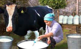 Best Ways to Use Fresh Cow Milk in Daily Cooking