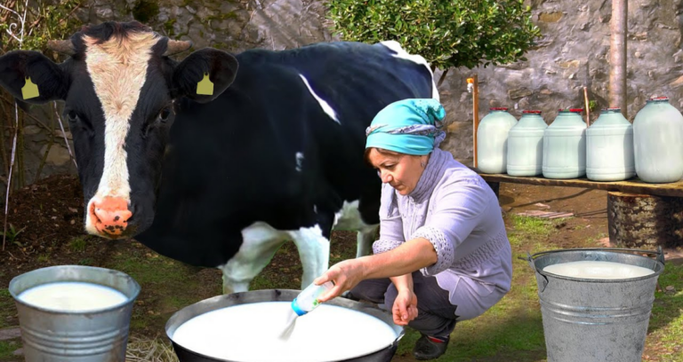 Read more about the article Best Ways to Use Fresh Cow Milk in Daily Cooking