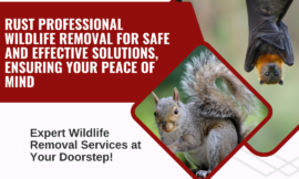 Critter Removal Indianapolis