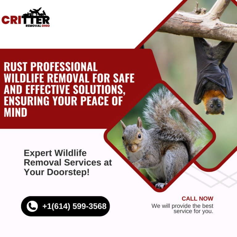 Read more about the article Critter Removal Indianapolis