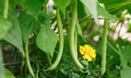 A Complete Guide to Bean Farming in India