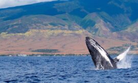 Why Should You Experience a Whale Watching Tour in Maui?