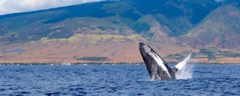 Read more about the article Why Should You Experience a Whale Watching Tour in Maui?