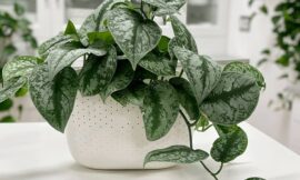 Best Live Plants Near Me for Low-Light Environments