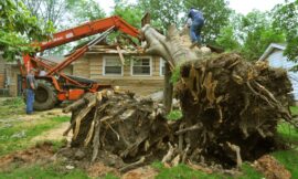 Affordable Tree Service Houston: Exceptional Value for Your Money