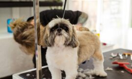 The Growing Demand for Pet Grooming in Pune: Why It’s Important for Your Dog