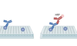 High-Performance HPV IgG ELISA Kit for Accurate and Reliable HPV Antibody Detection