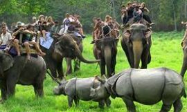 Kaziranga National Park: A Jewel of Assam’s Biodiversity