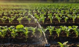 Saudi Arabia Micro Irrigation Systems Market Forecast 2031: Pioneering Water-Efficient Agriculture