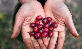 Coffee Farming in Honduras and Papua New Guinea