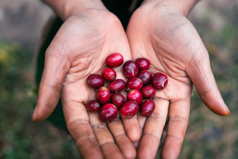 Read more about the article Coffee Farming in Honduras and Papua New Guinea