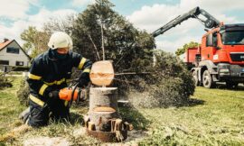 Best Practices for Healthy Trees: Tree Trimming in Roseville, CA