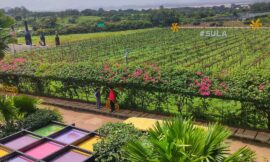 Best Time to Visit Sula Vineyards: A Perfect Wine Experience