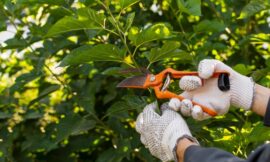 Tree Care by North Eastern Tree Service: Serving Rhode Island, Massachusetts, and Connecticut