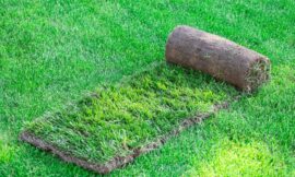 How to Choose the Right Turf and Lawn Seed Combination