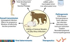 Novel Animal Models for Zika Virus Research