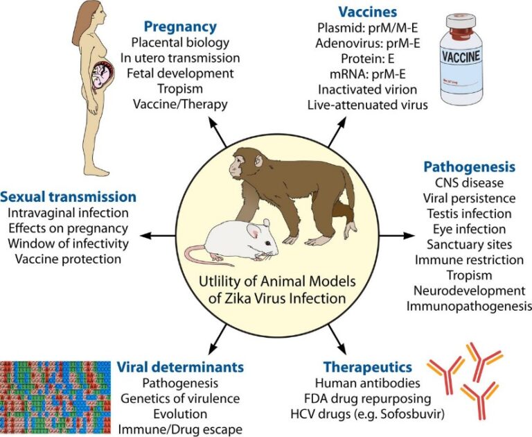 Read more about the article Novel Animal Models for Zika Virus Research