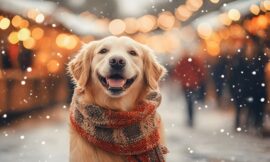 How to Keep Your Dog Warm and Healthy with Human-Grade Dog Food This Winter