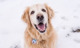 How to Prepare for Commercial Pet Photography in Park City, UT?