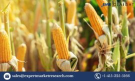 Corn Market: Trends, Growth and Forecast 2025-2034