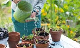 Buy Indoor Plants in Karachi – A Guide to Green Living