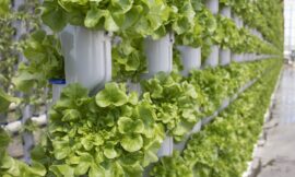 Growing Up: The Future of Gardening with an Aeroponic Tower Garden