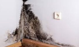 Professional Mold Remediation in Raleigh, NC and Apex, NC